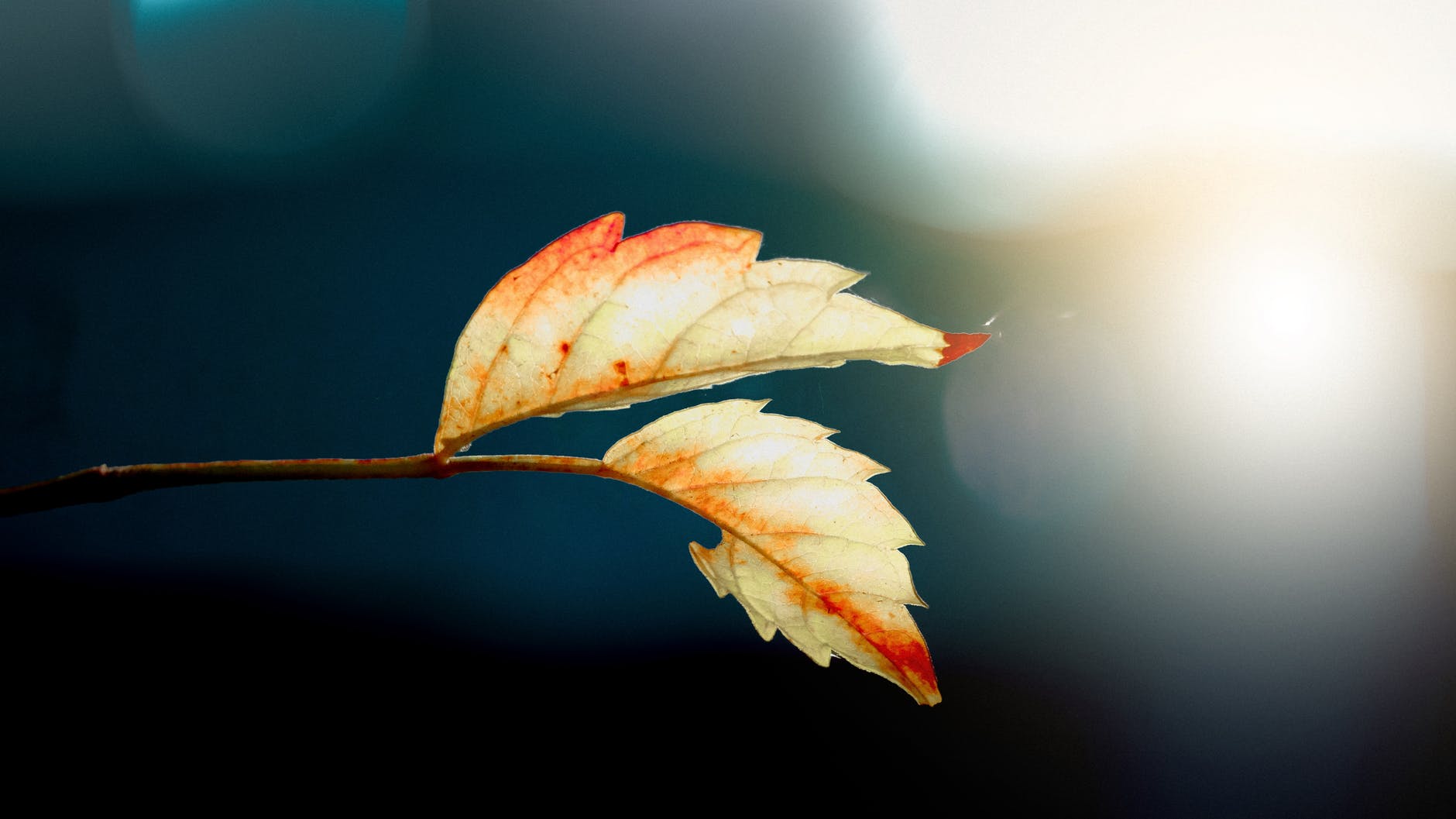 two white leafs